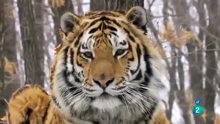 El mundo Animal Documental - EL TIGRE RUSO DE LAS NIEVES   Tigre Siberiano