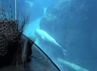 Oregon Zoo Keepers Take Porcupine on Walk to Meet Seals