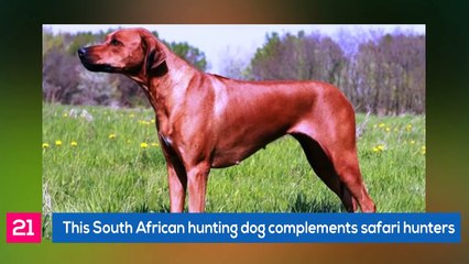 25 Most Dangerous Dogs In The World Based On Their