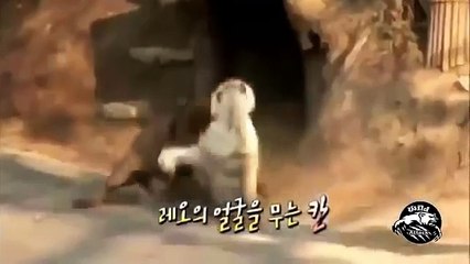 Lion Vs Tiger *Epic Battle