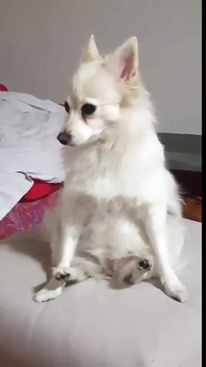 Dog InsomniA, Sleep ..