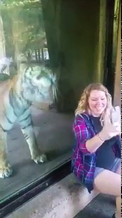 Un tigre aperçoit que cette femme est enceinte, puis sa réaction fait le tour du monde.
