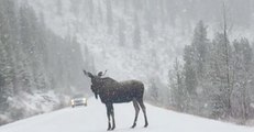 Moose Crosses Road During Snow Storm in Alberta's Jasper National Park