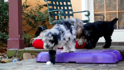 Ấn tượng trước những loài động vật có thật trên đời mà nhìn qua cứ tưởng rằng là “hàng fake” photoshop