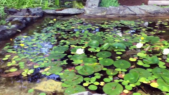 TELETUBBIES TOYS Visit A Japanese Garden!-TUMQOvZ8G4I