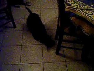 bout de zan du moulin de mac gregor