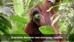 New species of orangutan discovered in Indonesia