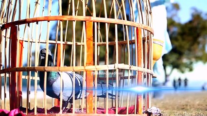 Pashto New Songs 2018 Wajid Adil Official - Afghan