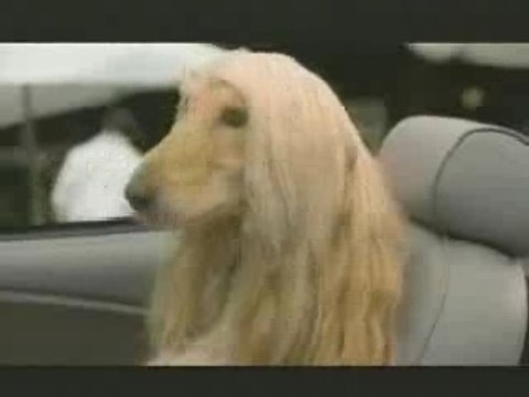 pub - biere - budweiser - chien dans la cabriolet