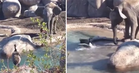 Ozzy Man Narrates A Fight Between A Goose And An Elephant