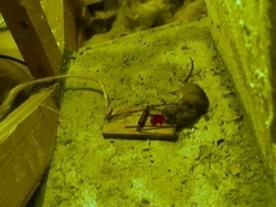 Une crevarde de petite souris ...