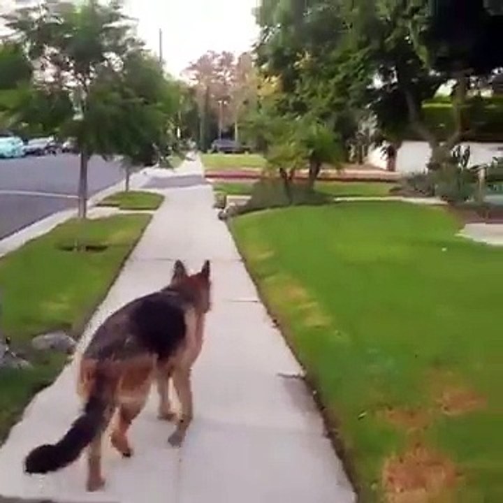 German Sheperd realizes owner isnt behind him any more