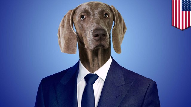 Court thinks 'give me a lawyer dog' refers to an actual lawyer dog - TomoNews