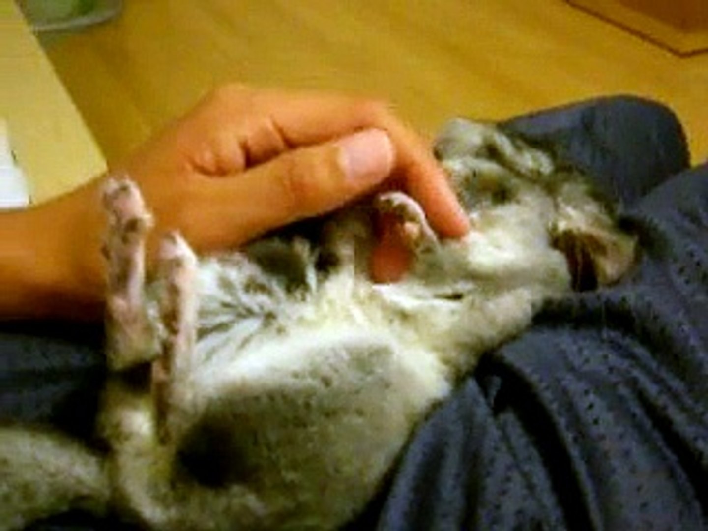 Chinchilla relaxing