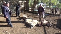 Kurtlar Koyun Sürüsüne Saldırdı