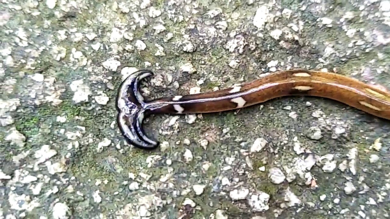 Mais quelle est cette étrange créature??? Ver à tête de marteau