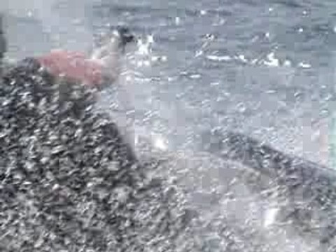 Scooter des mers Yamaha 1200 Grenoble