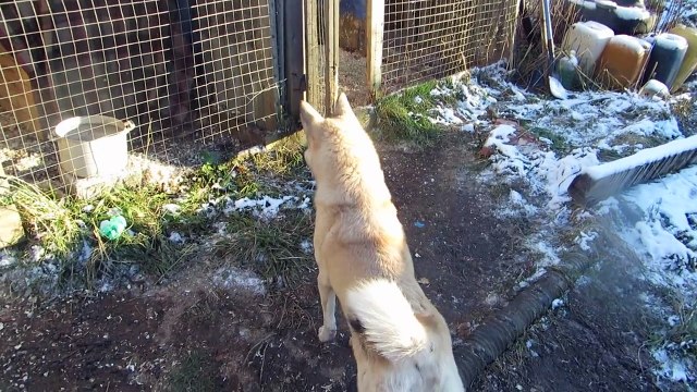 ВСЁ ТАЙНА!!! ТЫ ТЕПЕРЬ РОДНАЯ ТЁТКА ЩЕНКАМ!!!