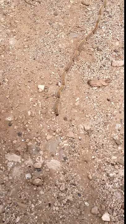 Millipede family
