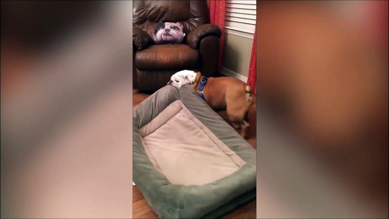 Ce chien a tellement envie de mettre son panier sur le fauteuil... Pas simple la vie de chien