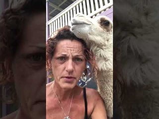 Bogan the Camel Can't Get Enough of Owner's Hair