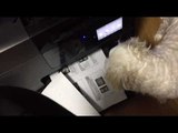 Dog Tries to Show Photocopier Who's Boss