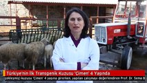 Türkiye'nin İlk Transgenik Kuzusu 'Çimen' 4 Yaşında