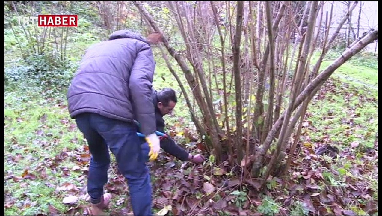 Giresun'un Keşap ilçesinde ilk topraksız marul üretimi yapıldı
