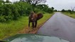 Grumpy little elephant charges at safari vehicle