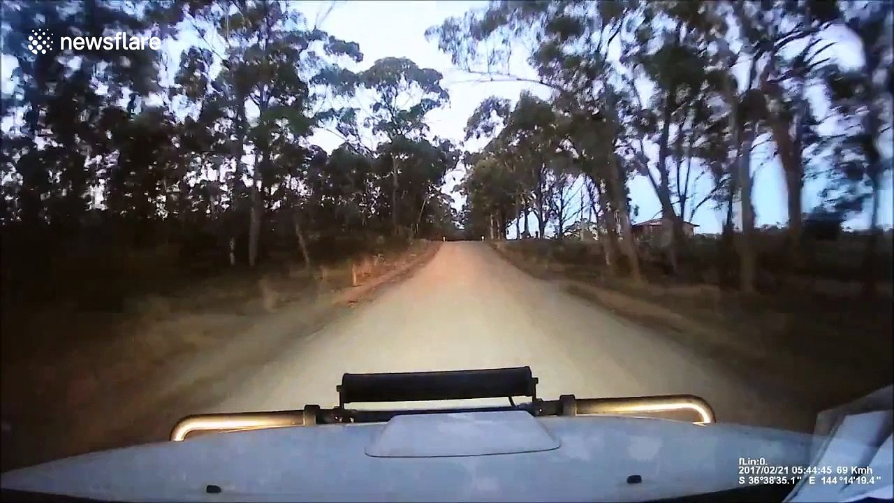 Kangaroo miraculously survives being hit and dr...