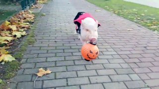 Moritz the Pig Goes Trick-or-Treating