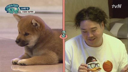 개신기! 음악 취향 확고한 아기 시바 ′명수′