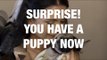 People Being Surprised With Puppies