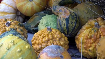 DECOUVERTE/ Féerie d'automne à Chaumont