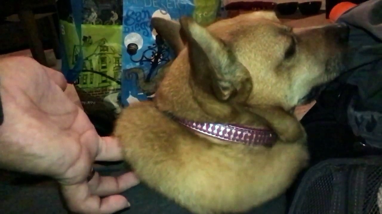 Ce chien a le cou le plus gras que vous n'avez jamais vu !