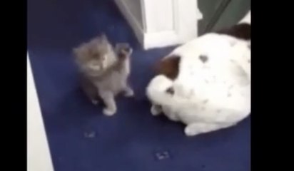 Ne pas rire à tous ces animaux.. Vous tiendrez pas 10 secondes !!