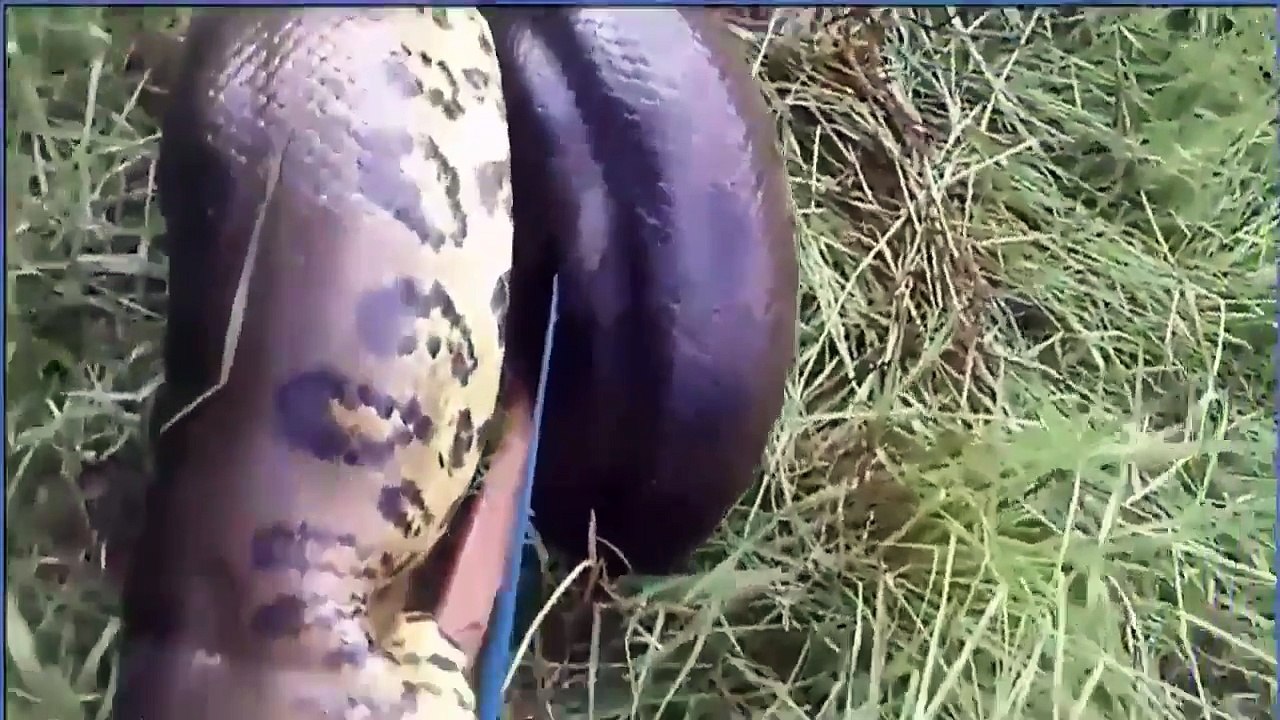 Kinh Ngạc ! Vua Khỉ đại chiến Rắn Hổ Mang đánh Trăn khổng lồ bắt trộm Dê