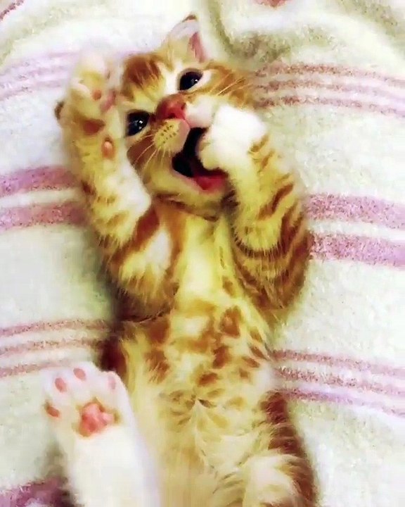 Video Kucing Lucu #050 | Vera Kitty 2017
