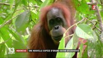 Indonésie : découverte d'une nouvelle espèce d'orang-outan