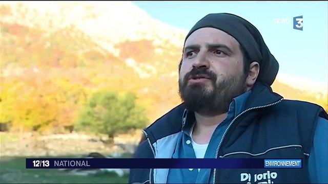 Parc national des Abruzzes : comment les éleveurs cohabitent avec les ours et les loups