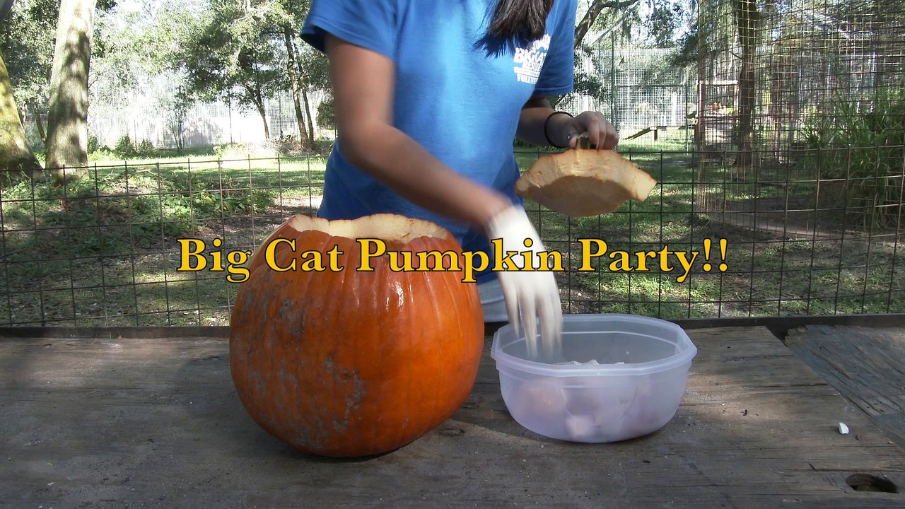 Big Cat Pumpkin Party