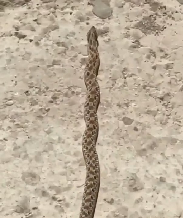 Serpiente que baila