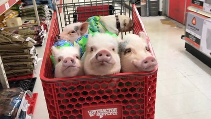 Los adorables cerdos disfrutan ir de compras