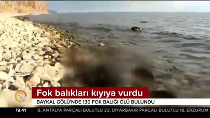 Fok balıkları kıyıya vurdu