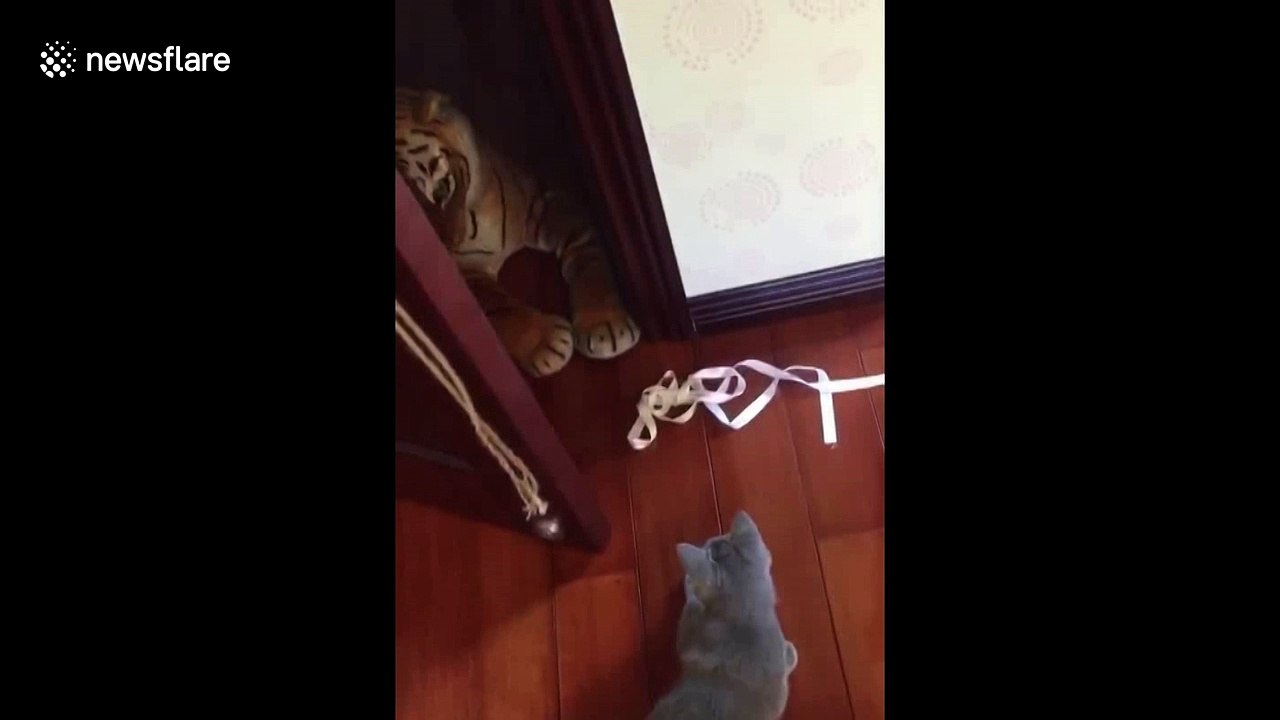 Cat scared by toy tiger