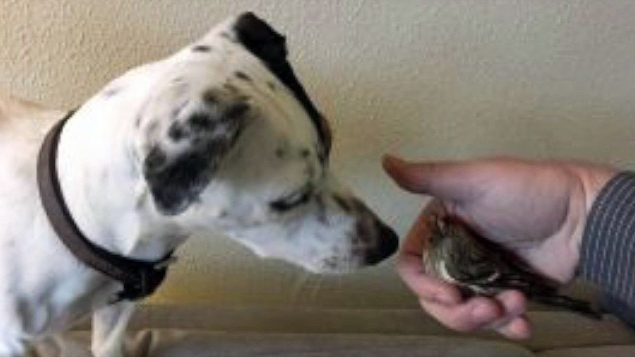 Ce Jack Russel a sauvé la vie de cet oiseau, et ils sont devenus meilleurs amis
