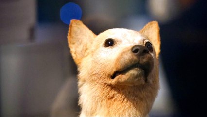 Laika the space dog 60 years on