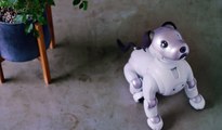 Aibo, el nuevo perro robot de Sony