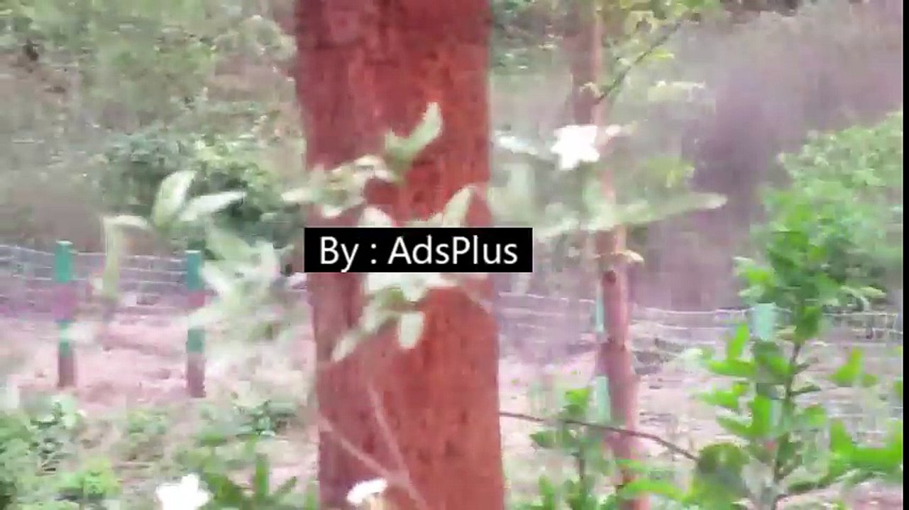 Historical Tourism Place of Rameshwar Mandir Rameshwar Tapoban Cam 1