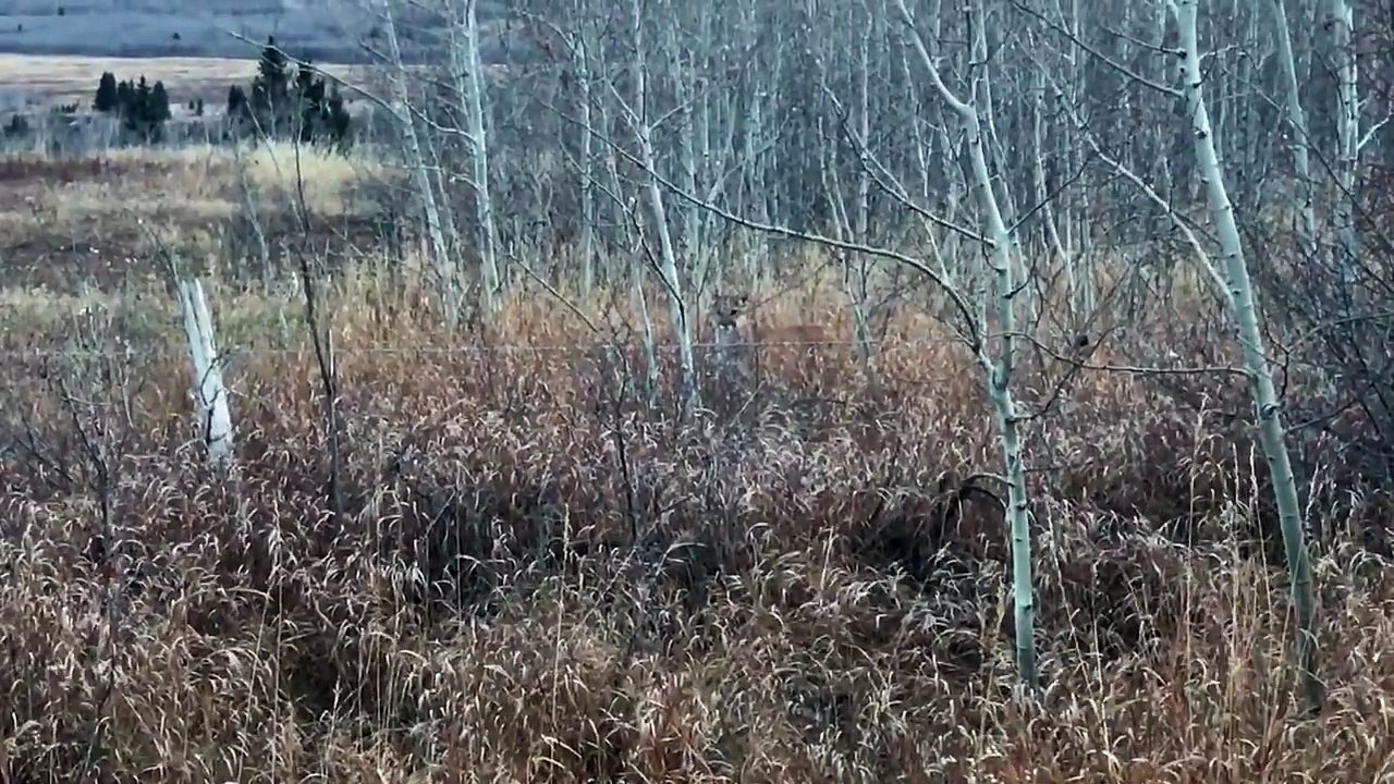 Cougar Versus Skunk